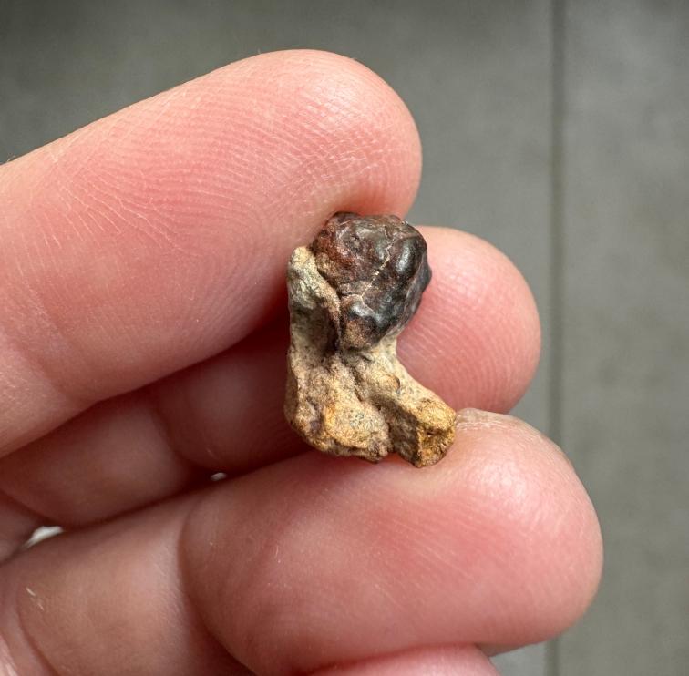NWA 15717 ung achondrite